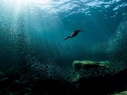 Keindahan Burung dalam Tangkapan Jawara Kontes Audubon Photography Awards