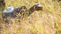 Sewaktu karantina, kura-kura dibersihkan dari parasit dan diberi microchip. Selama 6 bulan mereka akan dipantau langsung oleh petugas. (Parque Nacional Galápagos/Facebook)