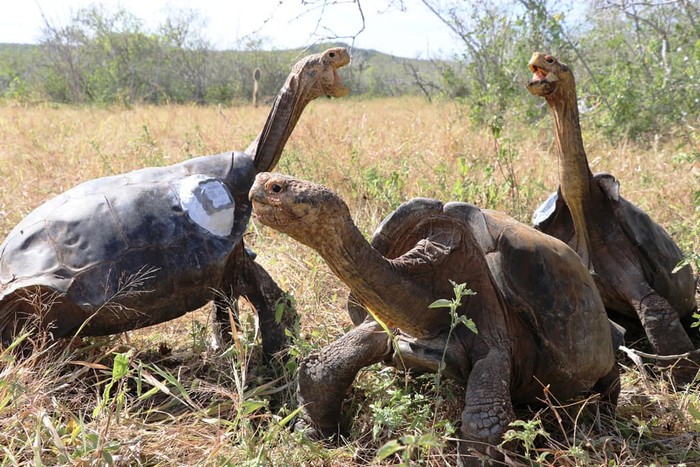kura-kura raksasa Espanola di Taman Nasional Galapagos