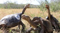 Enam dekade lalu, kura-kura raksasa Espanola di Taman Nasional Galapagos terancam punah. Hanya ada 15 ekor saja tersisa. Kemudian mereka pun masuk penangkaran selama 55 tahun untuk menyelamatkannya dari jurang kepunahan. (Parque Nacional Galápagos/Facebook)