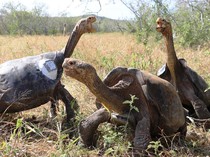 Momen Kura-kura Galapagos Langka Menetas