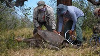 Taman Nasional Galapagos melepas kembali ke alam liar 15 ekor kura-kuraraksasa Espanola. (Parque Nacional Galápagos/Facebook)
