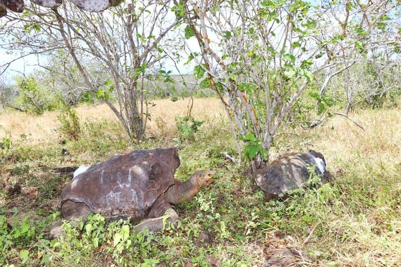 kura-kura raksasa Espanola di Taman Nasional Galapagos
