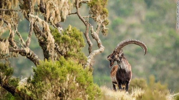 Daftar merah juga menunjukkan beberapa spesies telah menunjukkan pemulihan dalam beberapa tahun terakhir. Bahwa dengan upaya konservasi yang tepat, situasi yang mengerikan tidak harus terjadi. Dalam laporan baru tersebut, Walia ibex, hewan endemik Ethiopia mengalami pemulihan.