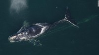 Di tempat lain, hanya tersisa kurang dari 250 paus Atlantik Utara dewasa sekarang. Naiknya suhu laut terkait dengan perubahan iklim mungkin telah mendorong pasokan makanan mereka, krill, terus ke utara. Paus juga kesulitan menangkap makanan dan telah menyebabkan populasinya turun sekitar 15% sejak 2011.