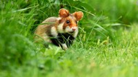 Pada 9 Juli, IUCN merilis daftar merah spesies terancam punah terbaru, yang mencakup perubahan nasib dari 120.000 spesies yang dipantau. Lebih dari 32.000 spesies saat ini terancam punah. Hamster Eropa ini jadi salah satunya.