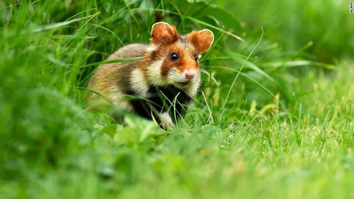 lemur, ibex, paus, hamster