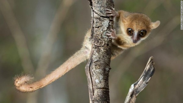 Situasi spesies lemur juga memburuk. Dari 107 spesies lemur yang masih hidup, yang semuanya asli Madagaskar, sejumlah 103 spesies dianggap terancam dan 33 di antaranya terancam punah. Di antara yang terancam punah itu ada lemur tikus Madame Berthe, primata terkecil di dunia dengan panjang sekitar sembilan sentimeter. Situasi spesies lemur juga memburuk. Dari 107 spesies lemur yang masih hidup, yang semuanya asli Madagaskar, sejumlah 103 spesies dianggap terancam dan 33 di antaranya terancam punah. Di antara yang terancam punah itu ada lemur tikus Madame Berthe, primata terkecil di dunia dengan panjang sekitar sembilan sentimeter.
