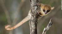 Situasi spesies lemur juga memburuk. Dari 107 spesies lemur yang masih hidup, yang semuanya asli Madagaskar, sejumlah 103 spesies dianggap terancam dan 33 di antaranya terancam punah. Di antara yang terancam punah itu ada lemur tikus Madame Berthe, primata terkecil di dunia dengan panjang sekitar sembilan sentimeter.