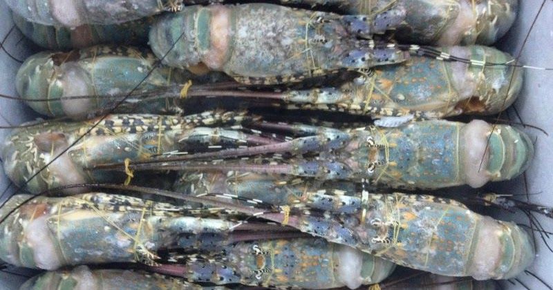 lobster indonesia