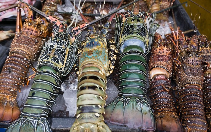 Heboh Ekspor Benih Lobster, 5 Daerah Ini Jadi Penghasil Lobster Unggulan