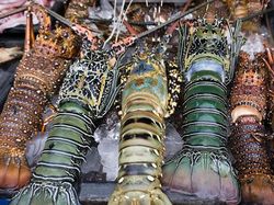 Mengenal Lobster, Hewan Laut yang Bikin Edhy Prabowo Ditangkap KPK