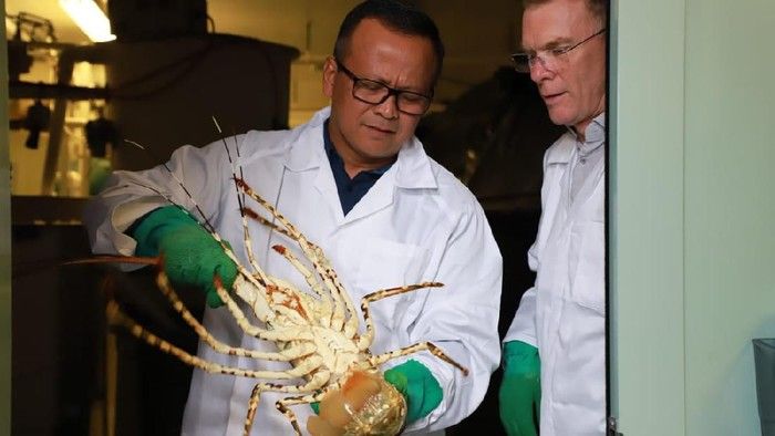 lobster indonesia