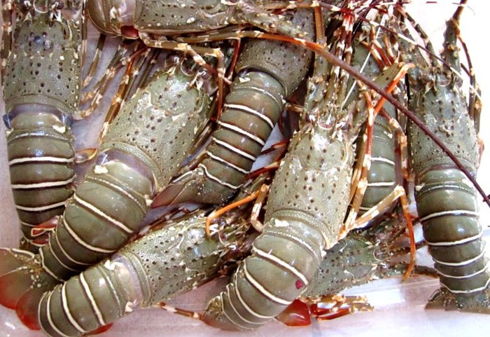 lobster indonesia
