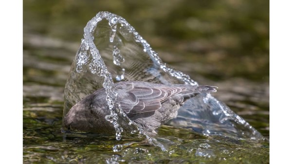 Pemenang hadiah kategori fisher 2020. Seekor burung American Dipper difoto oleh Marlee Fuller-Morris Pemenang hadiah kategori fisher 2020. Seekor burung American Dipper difoto oleh Marlee Fuller-Morris