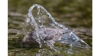 Pemenang hadiah kategori fisher 2020. Seekor burung American Dipper difoto oleh Marlee Fuller-Morris