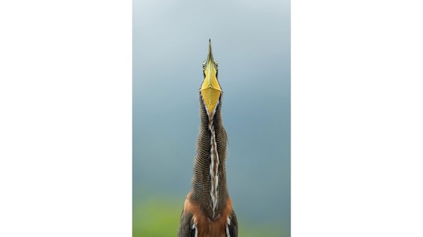 Pemenang kategori amatir 2020. Burung Tiger-Heron terlihat bertelanjang dada, foto oleh Gail Bisson. Pemenang kategori amatir 2020. Burung Tiger-Heron terlihat bertelanjang dada, foto oleh Gail Bisson.