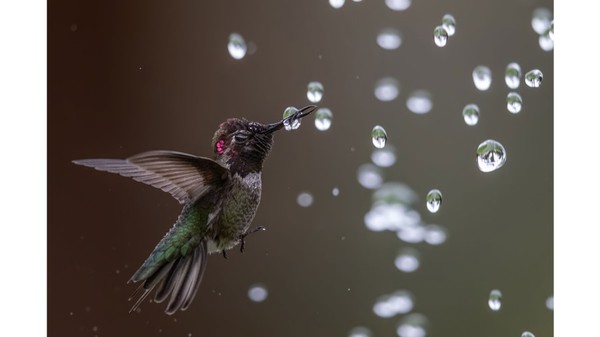 Pemenang kategori amatir spesial. Burung kolibri, difoto oleh Bibek Ghosh.