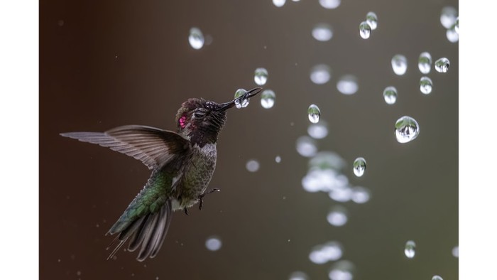 Audubon Photography Awards