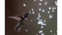 Pemenang kategori amatir spesial. Burung kolibri, difoto oleh Bibek Ghosh.