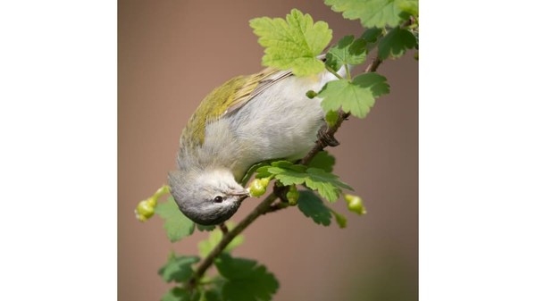 Pemenang dalam kategori tanaman spesial 2020. Burung Tennessee Warbler di tanaman berry berduri difoto oleh Natalie Robertson.