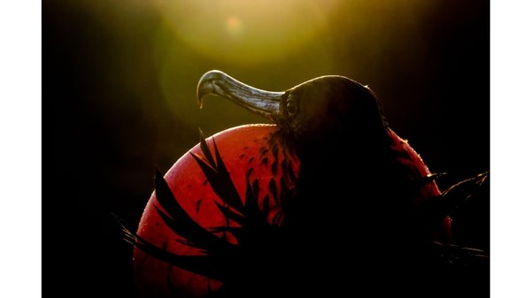 Pemenang kategori profesional 2020. Burung Magnificent Frigatebird, difoto oleh Sue Dougherty.