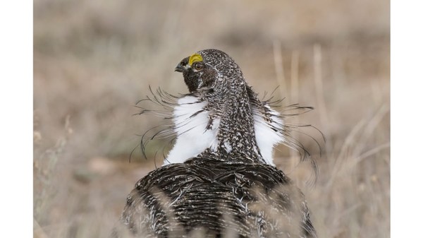Pemenang kategori profesional spesial 2020. Burung Greater Sage-Grouse, difoto oleh Gene Putney.