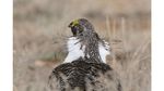 Foto Anggun nan Mengesankan dari Lomba Foto Burung Audubon
