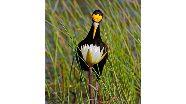 Pemenang dari kategori fotografer muda 2020. Burung Jacana Utara, difoto oleh Vayun Tiwari.