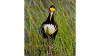 Pemenang dari kategori fotografer muda 2020. Burung Jacana Utara, difoto oleh Vayun Tiwari.