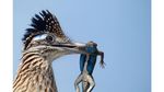 Foto Anggun nan Mengesankan dari Lomba Foto Burung Audubon