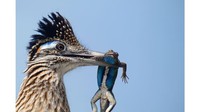 Pemenang kategori spesial fotografer muda 2020. Burung Greater Roadrunner, difoto oleh Christopher Smith.