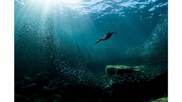 Inilah hasil karya pemenang hadiah utama Audubon Photography Awards 2020 ini. Perlombaan ini dipersembahkan oleh National Audubon Society. Ini asli, adalah burung dandang jambul ganda yang menyelam jauh di bawah perairan biru Los Isoltes, Meksiko. Foto oleh Joanna Lentini. Inilah hasil karya pemenang hadiah utama Audubon Photography Awards 2020 ini. Perlombaan ini dipersembahkan oleh National Audubon Society. Ini asli, adalah burung dandang jambul ganda yang menyelam jauh di bawah perairan biru Los Isoltes, Meksiko. Foto oleh Joanna Lentini.