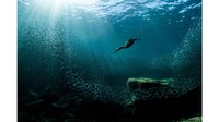 Inilah hasil karya pemenang hadiah utama Audubon Photography Awards 2020 ini. Perlombaan ini dipersembahkan oleh National Audubon Society. Ini asli, adalah burung dandang jambul ganda yang menyelam jauh di bawah perairan biru Los Isoltes, Meksiko. Foto oleh Joanna Lentini.