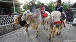 Yuk, Berkunjung ke Kampung Sapi Raksasa yang Viral di Boyolali