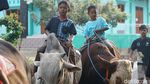 Yuk, Berkunjung ke Kampung Sapi Raksasa yang Viral di Boyolali