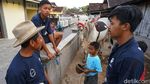 Yuk, Berkunjung ke Kampung Sapi Raksasa yang Viral di Boyolali