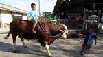 Yuk, Berkunjung ke Kampung Sapi Raksasa yang Viral di Boyolali