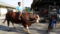 Warga terbiasa menggembala sapi mereka dengan mengelilingi kampung.