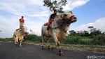 Yuk, Berkunjung ke Kampung Sapi Raksasa yang Viral di Boyolali