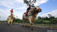 Kegiatan tersebut tak hanya dilakukan orang dewasa, anak-anak hingga remaja pun kerap melakukan kegiatan menggembala sapi keliling kampung.