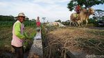 Yuk, Berkunjung ke Kampung Sapi Raksasa yang Viral di Boyolali