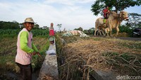 Kegiatan menggembala sapi tersebut menjadi salah satu hiburan bagi anak-anak yang berada di kampung tersebut.