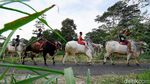 Yuk, Berkunjung ke Kampung Sapi Raksasa yang Viral di Boyolali