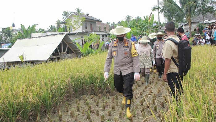 Panen Raya di Desa Kembang Kuning NTB saat pandemi Corona