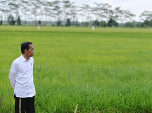 Hari Pangan Sedunia, Mimpi RI Swasembada Cuma Sebatas Target