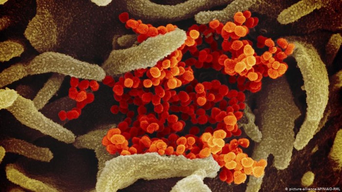 Setengah Tahun Virus Corona, Apa yang Sejauh Ini Diketahui Setengah Tahun Virus Corona, Apa yang Sejauh Ini Diketahui