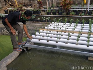 Tanam Hidroorganik Jawaban Ketahanan Pangan Saat Pandemi Corona