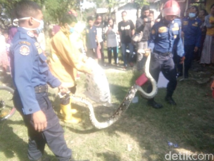 ular sanca di bojonegoro