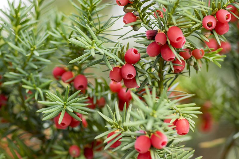 Taxus baccata European yew is conifer shrub with poisonous and bitter red ripened berry fruits Foto: iStock